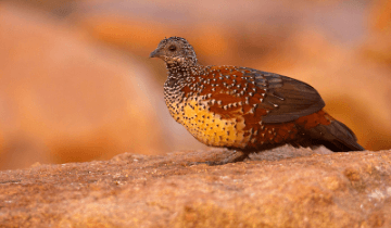 The region is also famous for bird watching and one can observe a number of migratory birds during the winter season.