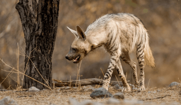Ranthambore for wildlife watching is just before the rains, from April to June