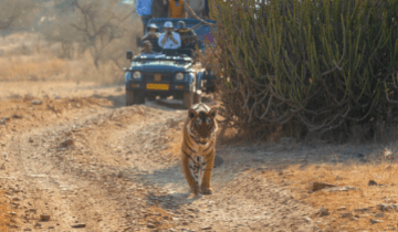 Tiger in Ranthambore makes your jungle safari more thrilling