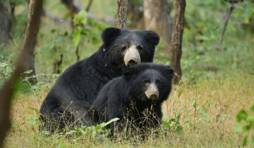 Ranthambore Wildlife Safari Tour Package offers jungle safari visit in Ranthambore National Park