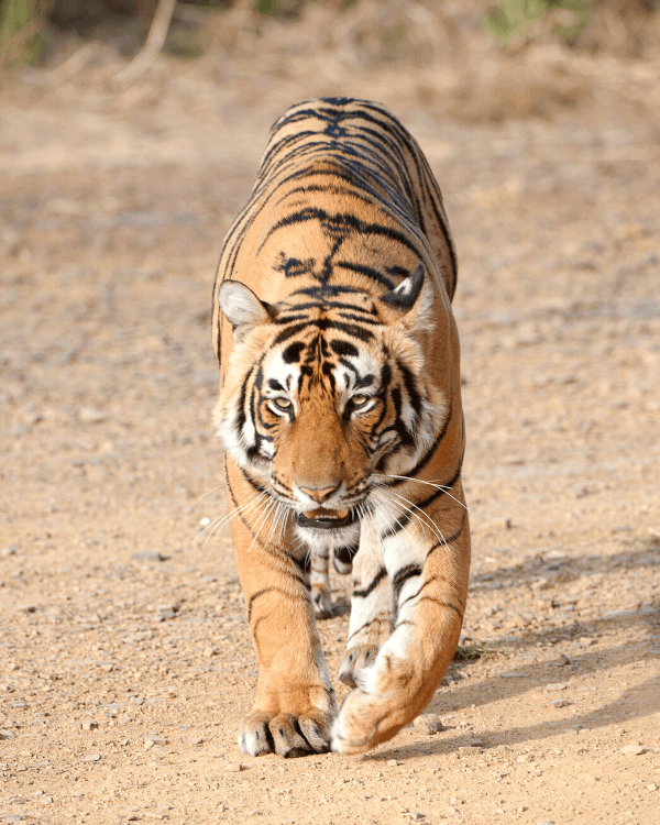 Ranthambore Tiger reserve safari where it is possible to see tigers in one of the best national park 