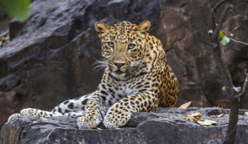 Ranthambore National Park is one of the largest national parks in northern India.